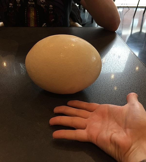 8. Deve kuşu yumurtası dünyanın en büyük yumurtasıdır ve tavuk yumurtasının 20 katı büyüklüğündedir.