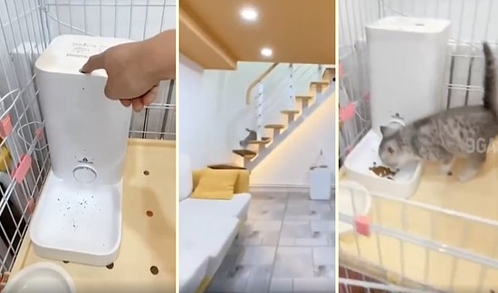 Mama Sesini Duyunca Işık Hızında Koşarak Mama Kabına Gelen Kedi