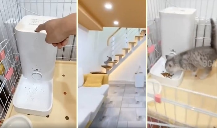 Mama Sesini Duyunca Işık Hızında Koşarak Mama Kabına Gelen Kedi