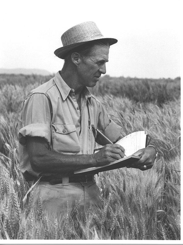 Ormancılık, bitki patolojisi ve genetik derecesiyle Minnesota Üniversitesi'nden mezun olduktan sonra Norman Borlaugh iş başına geçti.