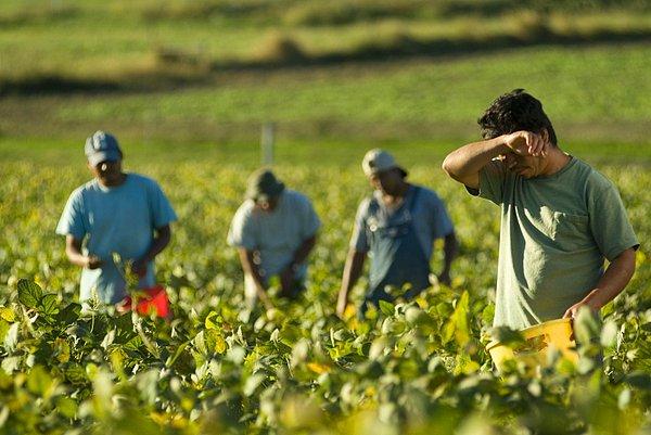 Tarım sektöründe istihdam edilenlerin sayısı 147 bin azaldı