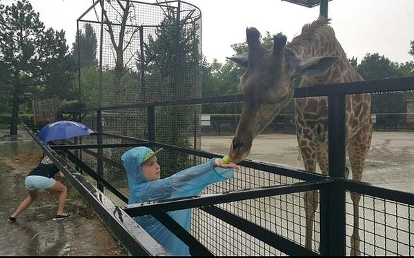 9. Şemsiyeli kız sayesinde zürafa hiçbir dikkat çekememiş.
