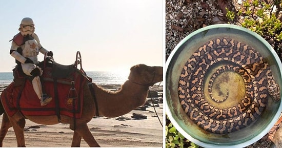 Avustralya'da Sıradan Bir Günün Bile Aksiyonsuz Geçmeyeceğini Gösteren 22 Şok Etkili Kare