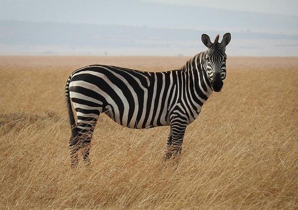 12. Zebralar beyaz üstüne siyah çizgili değil, siyah üstüne beyaz çizgili hayvanlardır.
