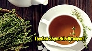 Her Derde Deva Olan Kekik Çayı Neye İyi Gelir, Faydaları Nelerdir?