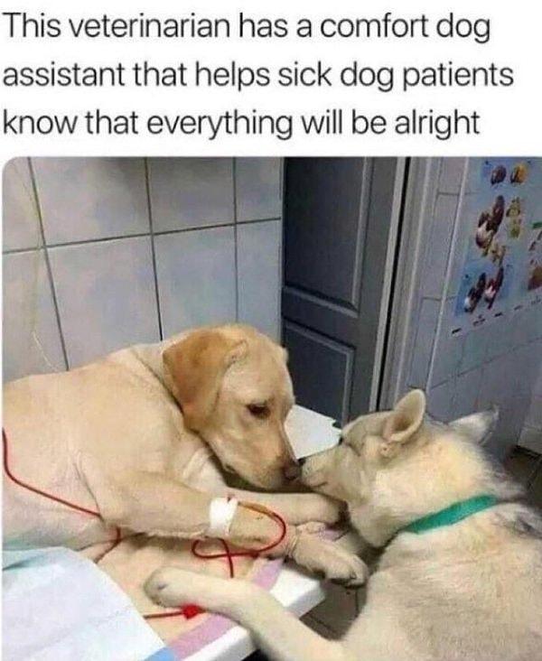 11. "Bu veterinerin köpeği, gelen hasta köpekleri rahatlatmak ve destek olmak için onlarla vakit geçiriyor."