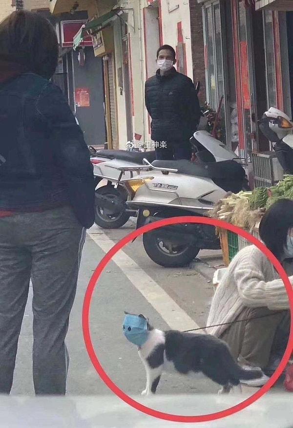 Henüz Çin'de çekilip çekilmediği kesin olmayan maskeli bir kedi ise sosyal medyada viral oldu.