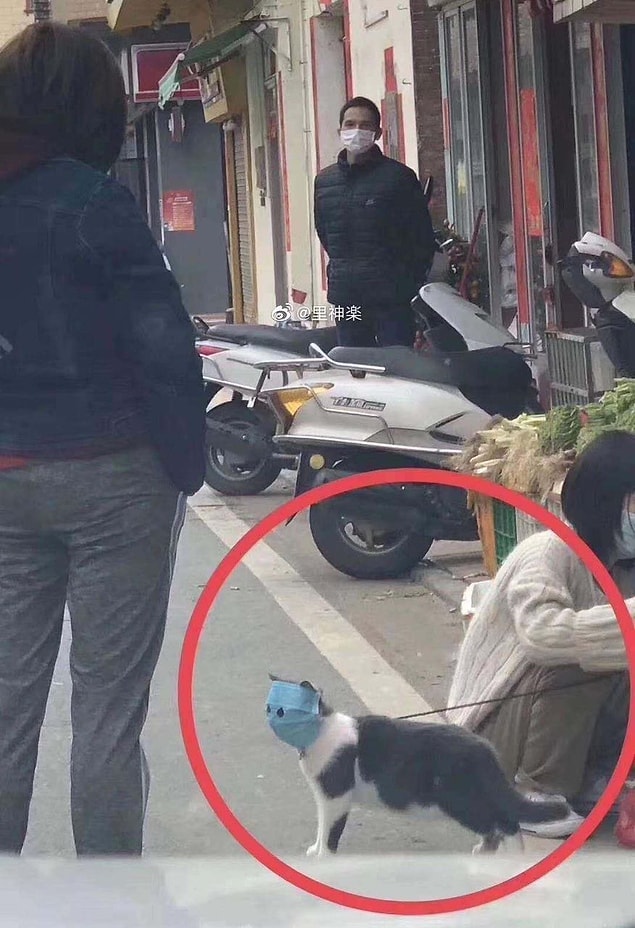 Henüz Çin'de çekilip çekilmediği kesin olmayan maskeli bir kedi ise sosyal medyada viral oldu.