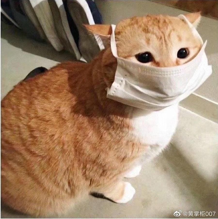 Çin'deki Corona Felaketinin Boyutlarını Gözler Önüne Seren Maskeli Kedi  Sosyal Medyada Viral Oldu! - onedio.com