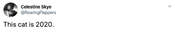 Кошка стала символом 2020.