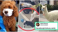 Çin'deki Corona Felaketinin Boyutlarını Gözler Önüne Seren Maskeli Kedi Sosyal Medyada Viral Oldu!