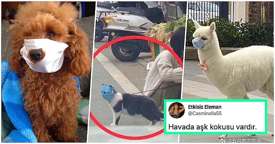 Çin'deki Corona Felaketinin Boyutlarını Gözler Önüne Seren Maskeli Kedi Sosyal Medyada Viral Oldu!