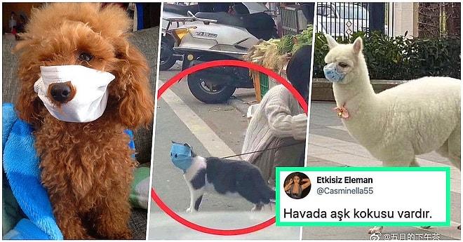Çin'deki Corona Felaketinin Boyutlarını Gözler Önüne Seren Maskeli Kedi Sosyal Medyada Viral Oldu!
