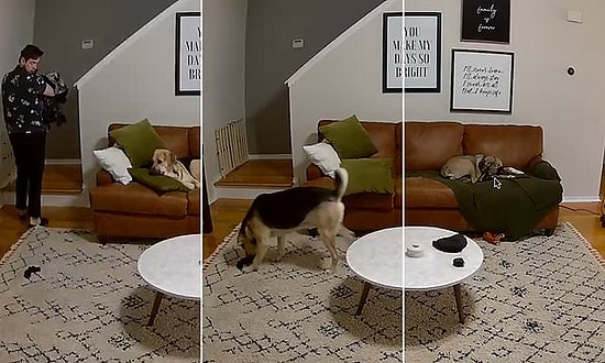 Bir Yığın Çamaşırı Taşırken Çorabı Düşüren İnsan Dostuna Yardım Eden Köpeğin Muhteşem Görüntüleri!