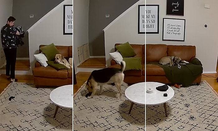 Bir Yığın Çamaşırı Taşırken Çorabı Düşüren İnsan Dostuna Yardım Eden Köpeğin Muhteşem Görüntüleri!