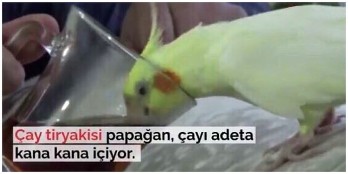 Birbirinden İlginç ve Absürt Hareketleriyle Hepimizi Büyük Bir Şaşkınlığa Sokacak Hayvanlar