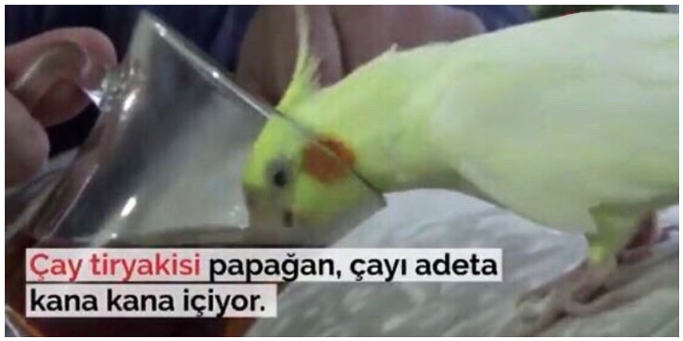 Birbirinden İlginç ve Absürt Hareketleriyle Hepimizi Büyük Bir Şaşkınlığa Sokacak Hayvanlar