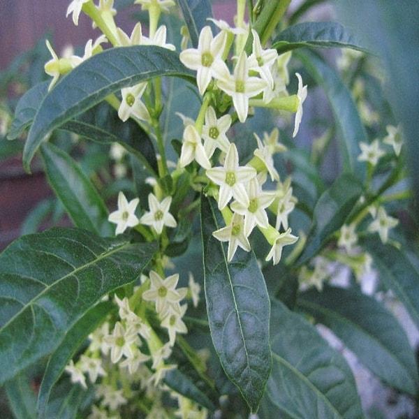 Küçük beyaz çiçekleri olan bu bitki; nane balsamı, mavi balsam, bal bitkisi, oğul otu ve tatlı balsam olarak da bilinir.