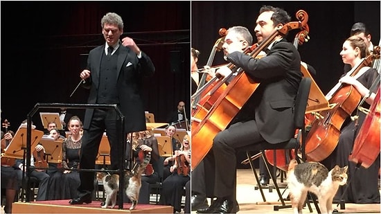 İstanbul'da Sahnede Davetsiz Bir Misafir Eşliğinde CRR Senfoni Orkestrası Konseri