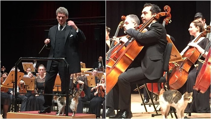 İstanbul'da Sahnede Davetsiz Bir Misafir Eşliğinde CRR Senfoni Orkestrası Konseri