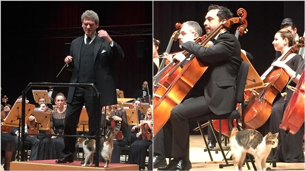 İstanbul'da Sahnede Davetsiz Bir Misafir Eşliğinde CRR Senfoni Orkestrası Konseri