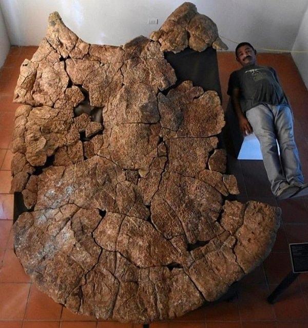2. Güney Amerika'da bulunan kaplumbağa fosili...