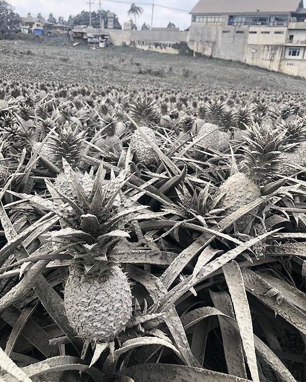 1. Bu fotoğraf siyah-beyaz değil. Ananas tarlası, Tagaytay'daki volkanik küllerle kaplanmış.