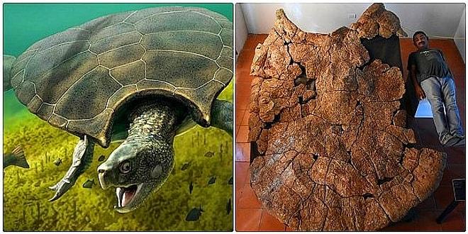 10 Milyon Yıl Öncesine Ait: Dünyanın En Büyük Kaplumbağasının Kabuğu Latin Amerika'da Bulundu