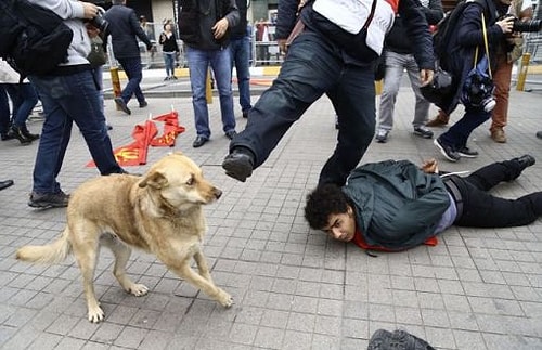 Beyzbol Sopasıyla Dövülüp Köprüden Atılan ve Milyonlarca İnsana Vefa Dersi Veren Köpek Loukanikos'un Göz Dolduran Hikayesi