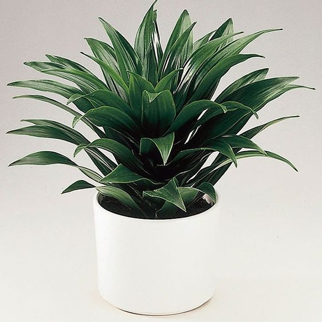 11. Dracaena Deremensis