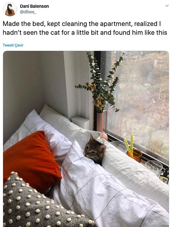 12. "Yatağı topla, daireyi temizle ve daha sonra kedinin bir süredir ortalıkta olmadığını fark et ve onu böyle bul"
