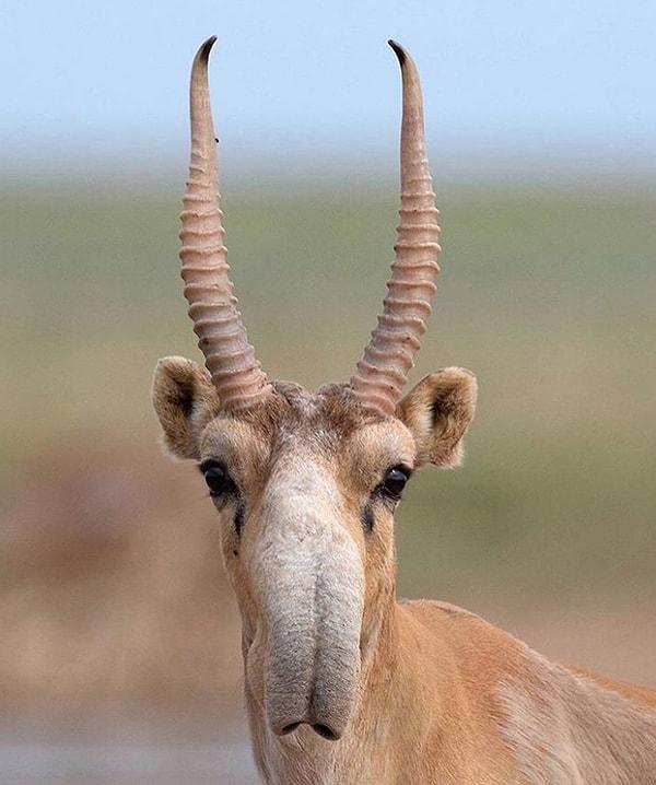 3. En eski memelilerden biri olan 'Saiga Antilopu', oldukça uzun burnu ve sıra dışı görünüşüyle tanınıyor.