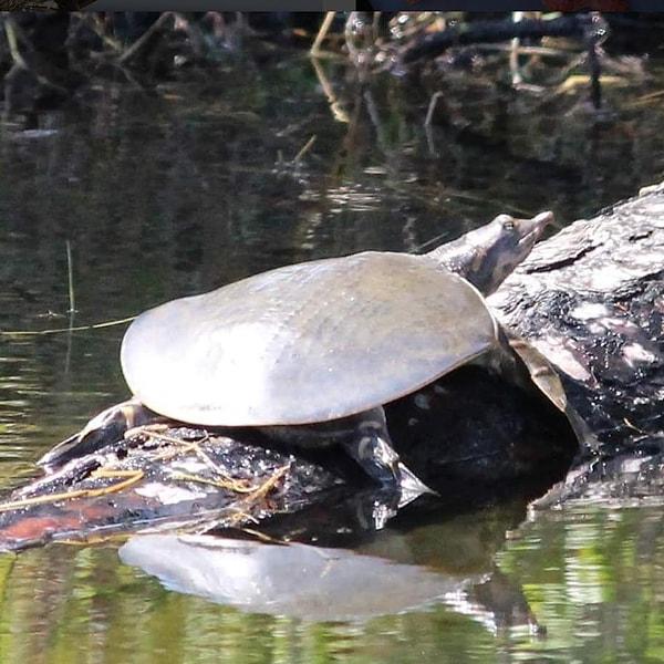 7. 'Dar Kafalı, Yumuşak Kabuklu Kaplumbağalar' yaklaşık bir metre uzunluğa erişebiliyorlar.