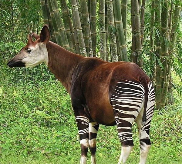8. 'Okapi' olarak bilinen bu hayvan türü sizce de hem ata hem zürafaya hem de zebraya aynı anda benzemiyor mu?