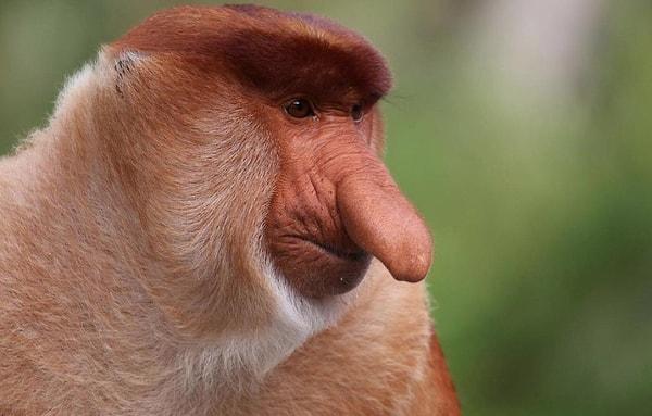 14. 'Uzun Burunlu Maymunlar' sadece Borneo'da yaşarlar.