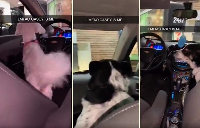 Aracın İçinde Gürültü Yapan Arkadaşına Sert Çıkan Köpek!