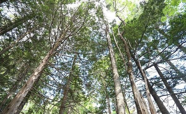 7. "Kanada, Avrupalıların Amerika kıtasını keşfettiği zaman barındırdığı ormanların hala %91'ine sahipmiş."