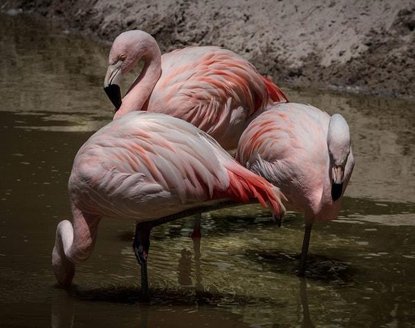 8. Flamingolar, kaynamaya yakın suları bile içebilirler.