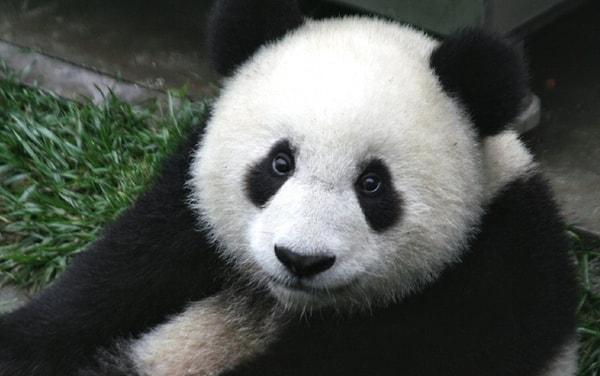 16. Pandalar günde 40 kereye kadar dışkılayabilirler.