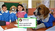 Mavi Önlüğüyle Okula Başlayan Fındık Köpeği Şakalarına Katarak Tatlı Tatlı Güldüren 21 Kişi