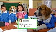 Mavi Önlüğüyle Okula Başlayan Fındık Köpeği Şakalarına Katarak Tatlı Tatlı Güldüren 21 Kişi