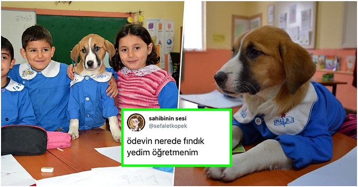 Mavi Önlüğüyle Okula Başlayan Fındık Köpeği Şakalarına Katarak Tatlı Tatlı Güldüren 21 Kişi