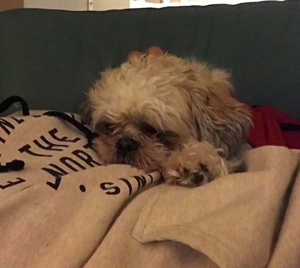 11. «Лапа нашей собаки выглядит как его мини-версия».