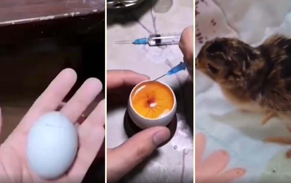 Uygun Şartlar Hazırlanıp Yumurtanın Üst Kısmı Kesilerek 21 Günde Civciv Oluşumu İzlendi!