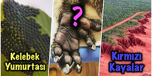 Bu Haftalık Bu Kadar İnternet Yeter: Şaşırma Kotanızı Ağzına Kadar Dolduracak 17 Yeni Görsel