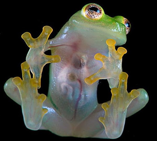 6. Стеклянная лягушка обладает прозрачным телом.