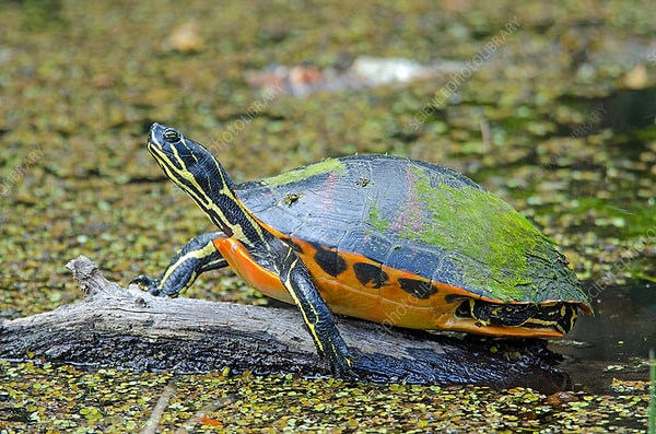 7. Черепахи с узкими головами и мягкими панцирями могут достигать около метра в длину.