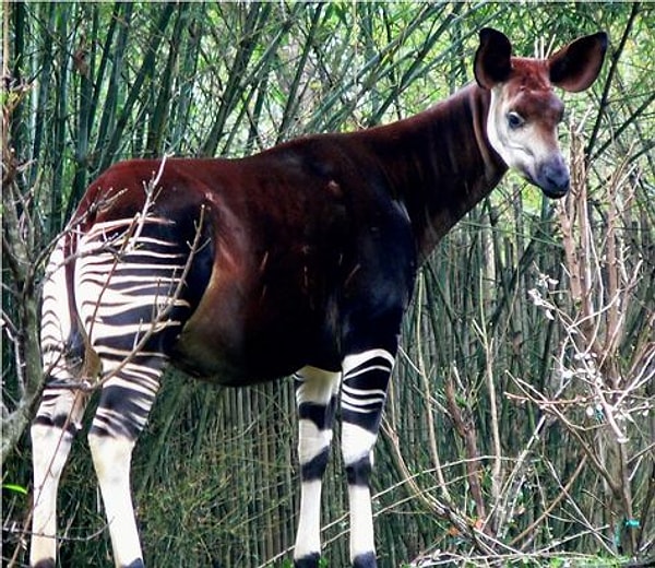 8. Как вы думаете, не похож ли этот вид животных, известный как «Окапи», на лошадь, жирафа и зебру одновременно?