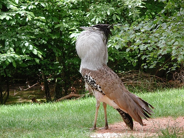 10. Африканская большая дрофа - самая крупная летающая птица в Африке.