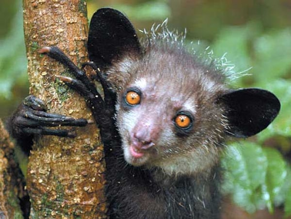 16. Мадагаскарская руконожка является самым крупным представителем ночных приматов.